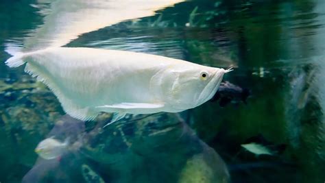 銀龍魚飼養|銀龍魚飼養指南與物種介紹：從水族缸佈置到健康管理。